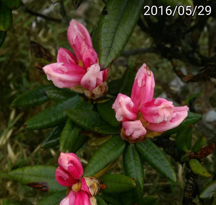 合歡山的玉山杜鵑的花苞 buds of Rhododendron pseudochrysanthum of Hehuan Mountain
