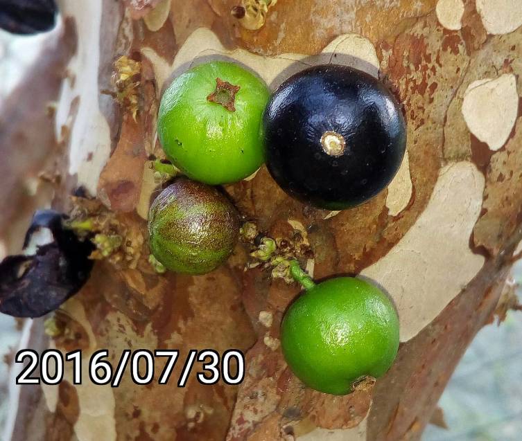 樹葡萄、嘉寶果的果實、fruits of Jabuticaba, Plinia cauliflora