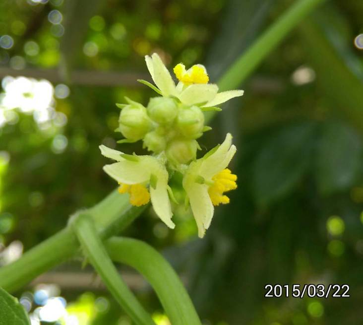 佛手瓜/龍鬚菜的花, flowers of Chayote,  christophene or christophine, cho-cho, mirliton, Sechium edule